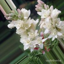 augmented_Polianthes tuberosa flower1_0_1384.jpeg